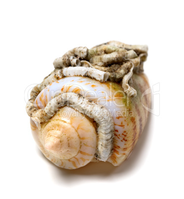 Shell of cone snail on white