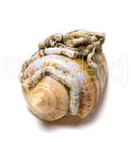 Shell of cone snail on white