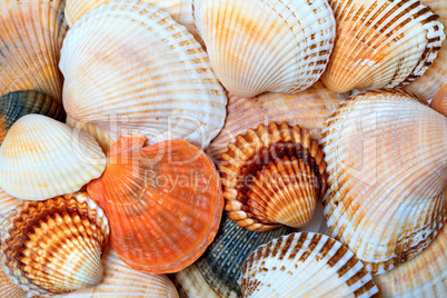 Shells of anadara and scallops