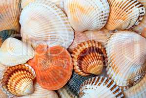 Shells of anadara and scallops
