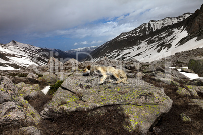 Dog sleeping on big stone in mountains