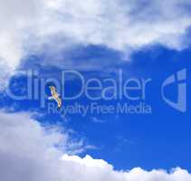 Seagull hover in blue sky with clouds