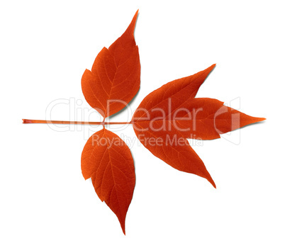 Red autumn leaf