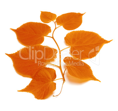 Autumnal tilia leafs