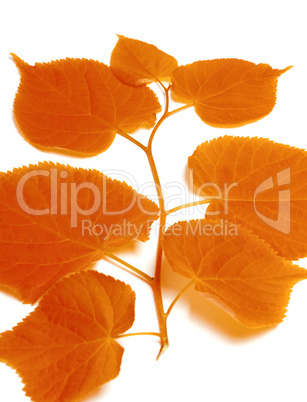 Autumnal sprig of linden