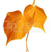 Autumnal leaves on white