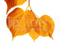 Autumnal sunlight leafs