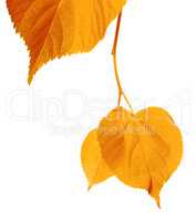 Yellowed autumnal leaves