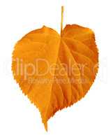 Autumn linden-tree leaf isolated on white