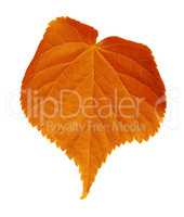 Autumn tilia leaf