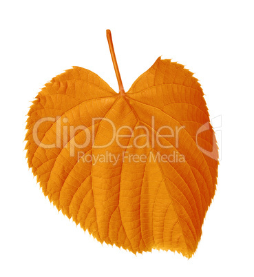 Autumn tilia leaf