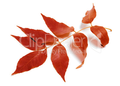 Autumnal leaf on white