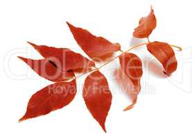 Autumnal leaf on white