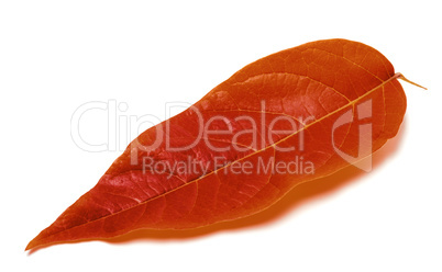 Autumnal leaf on white background