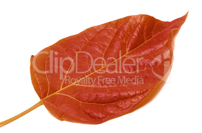 Autumn leaf isolated on white