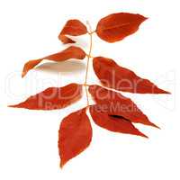Red autumnal leaf on white
