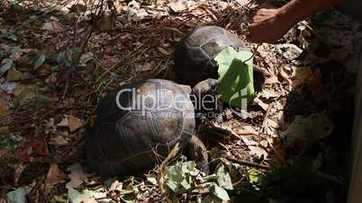 Two 4 years old giant tortoises at Curieuse Island breeding station, Seychelles
