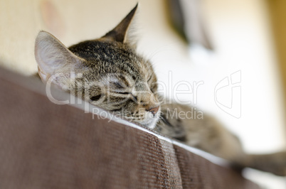 Grey cat laying and sleeping in bed