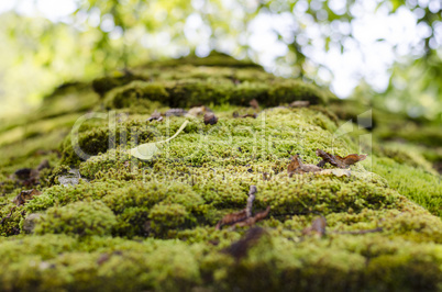 Green moss on the roof closeup