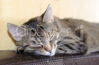 Grey cat laying and sleeping in bed