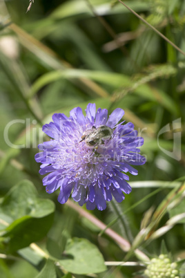 Hummelschwebefliege(volucella bombylaus)Ulrich Vetter