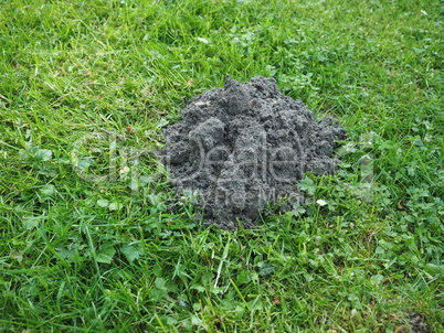 Mole holes in a lawn
