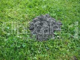 Mole holes in a lawn