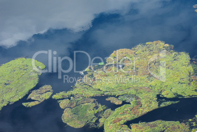 Algae in a pond