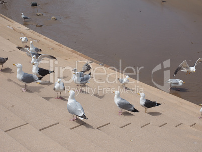 Seagull bird animal