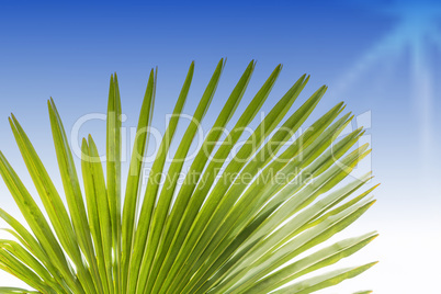 Grünes Blatt einer Palme