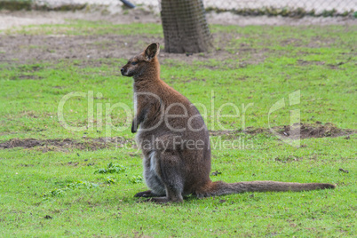 Känguru in seinem natürlichen Lebensraum
