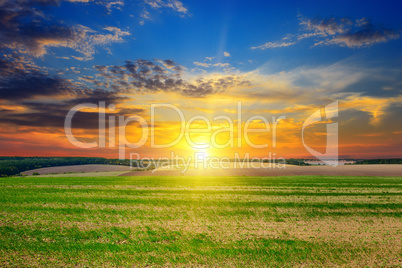 field, sunrise and blue sky