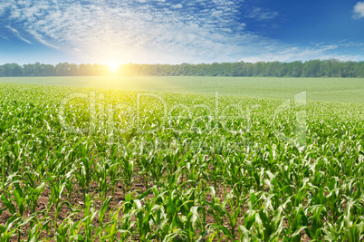 sunrise over the corn field