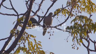 Two birds on a Autumn tree