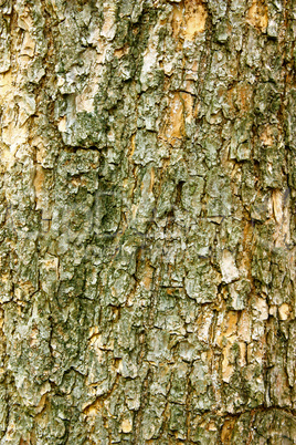 Tree bark background