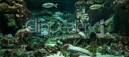 Aquarium of fishes
