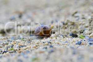 Weinbergschnecke