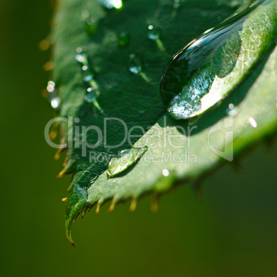 Fresh herb leaf with dew drops