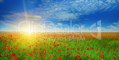 field with poppies and sun on blue sky