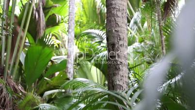 Palm tree forest, Praslin island, Seychelles