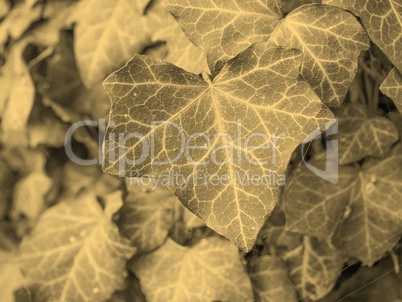 Ivy leaves sepia