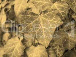 Ivy leaves sepia