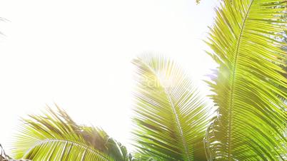 Tropical palm trees against the light, white space