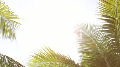 Tropical palm trees against the light with white space background