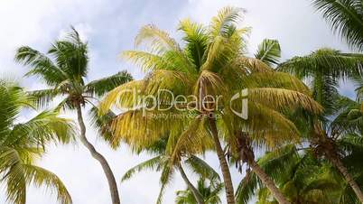 Tropical green palm trees