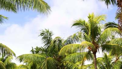 Tropical green palm trees with blue sky