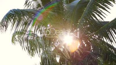 Tropical green palm tree