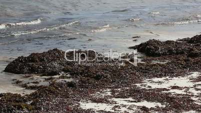 Organic sea grass at the beach