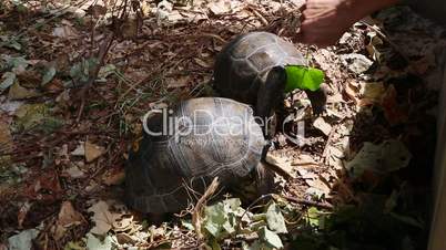 Two 4 years old giant tortoises at Curieuse Island, Seychelles
