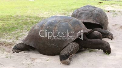 Giant tortoises at Curieuse Island, Seychelles